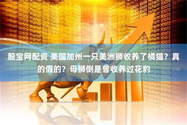 股宝网配资 美国加州一只美洲狮收养了橘猫？真的假的？母狮倒是曾收养过花豹